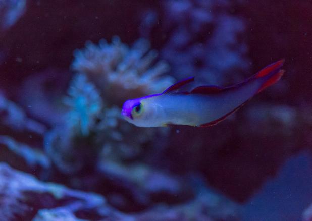 Purple Firefish