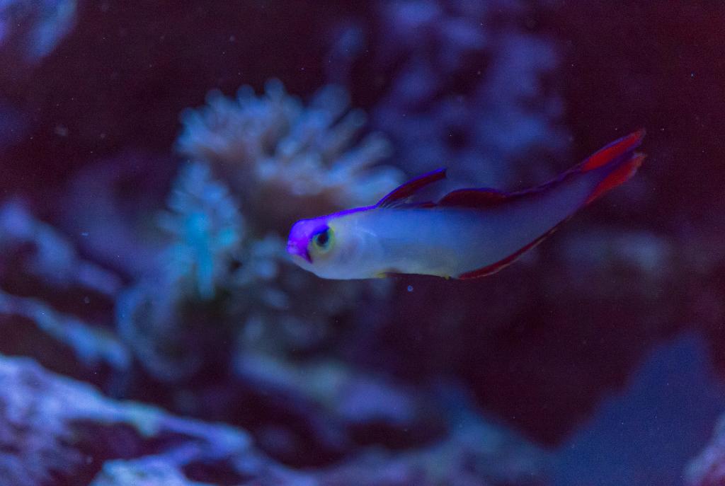 Purple Firefish