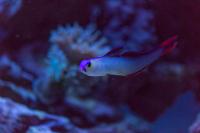 Purple Firefish Thumbnail