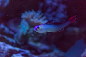 Purple Firefish