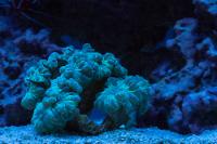 Green Fox Coral Thumbnail