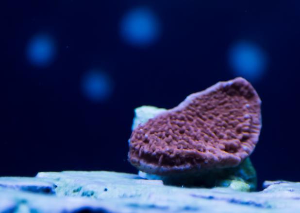 Montipora sp