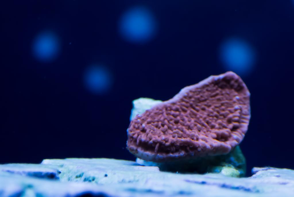 Montipora sp