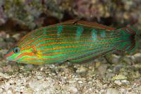 Hoeven's Wrasse