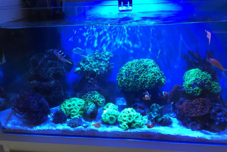 My Aquarium on Mar 6, 2018