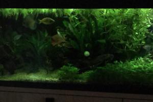 My Aquarium on Mar 9, 2018