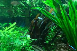 My Aquarium on Mar 9, 2018