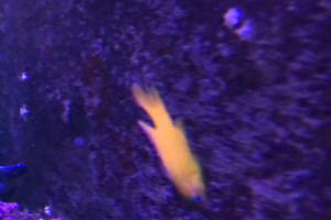 Yellow Assessor Basslet Thumbnail