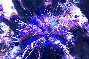 Blue tuxedo urchin Thumbnail