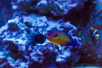 Coral Beauty Angelfish Thumbnail