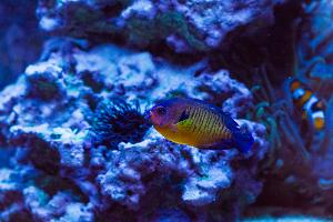 Coral Beauty Angelfish