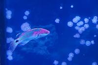 Exquisite Fairy Wrasse Thumbnail