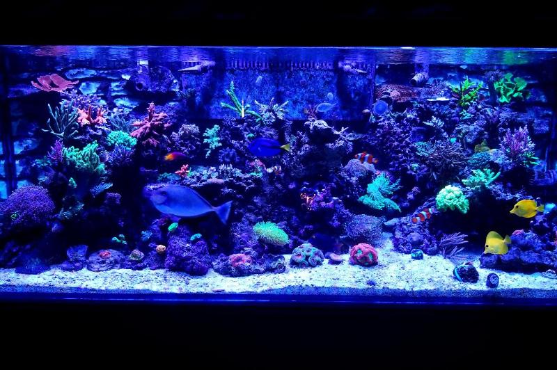 Rickerman1 270 Gallon Reef Thumbnail