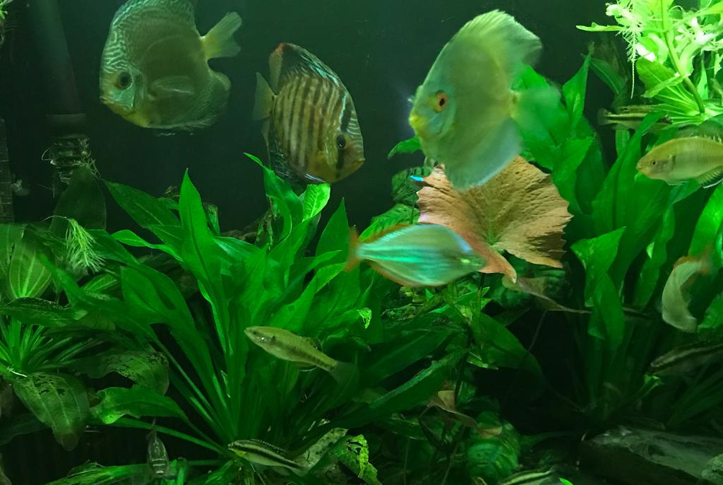 My Aquarium on Mar 12, 2018