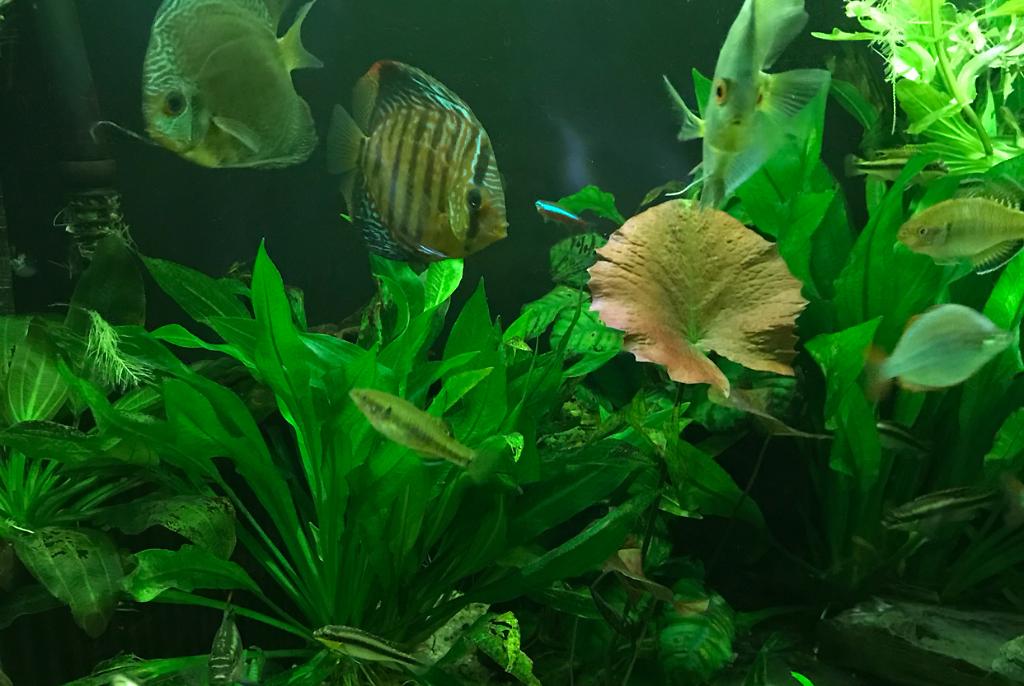 My Aquarium on Mar 12, 2018