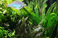 My Aquarium on Mar 12, 2018