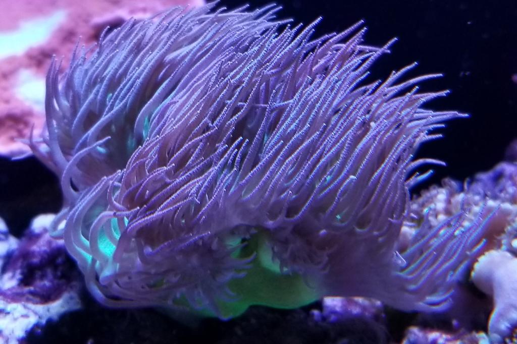 Duncan Polyp / Duncanopsammia axifuga 2070