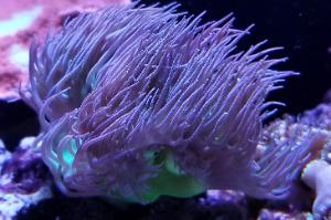 Duncan Polyp Thumbnail