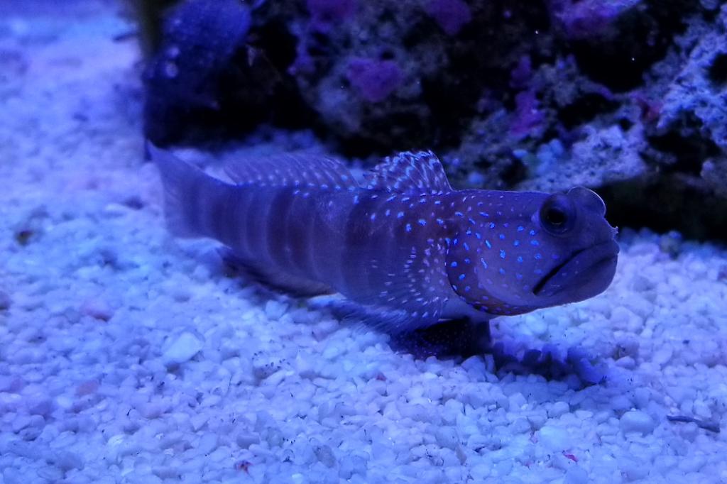 Bluespotted Watchman Goby / Cryptocentrus pavoninoides 77