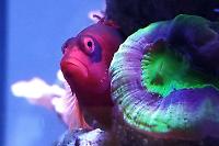 Flame Hawkfish Thumbnail