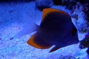 Tomini Tang (Flame Fin Tang) Thumbnail