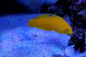 Yellow Wrasse Thumbnail