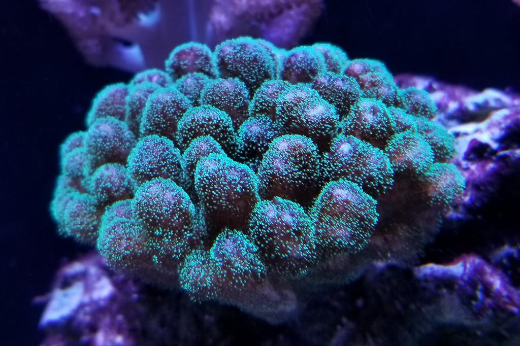 Pocillopora / Pocillopora sp 279