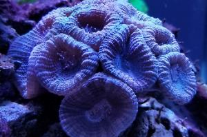 Purple Trumpet Coral Thumbnail