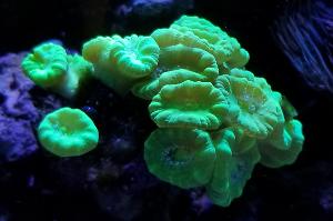 Trumpet Coral Thumbnail