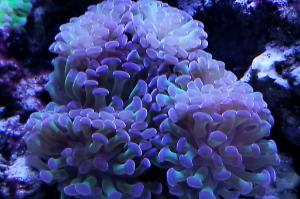 Pink Frogspawn Coral - Branched Thumbnail