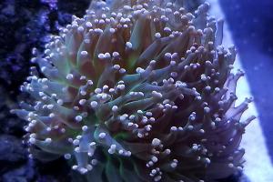 Orange Frogspawn Coral - Branched Thumbnail