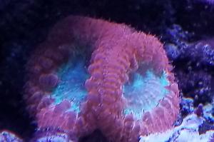 Big Polyp Blastomussa Coral Thumbnail