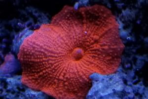 Bright Orange Mushroom Coral Thumbnail