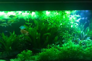 My Aquarium on Mar 13, 2018