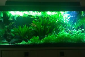 My Aquarium on Mar 13, 2018