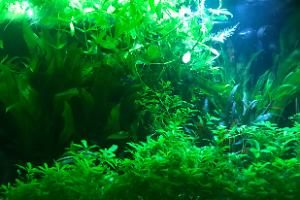 My Aquarium on Mar 13, 2018