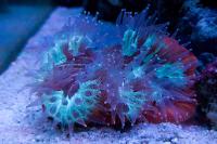 Brain Coral with feeders out