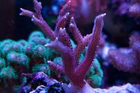 Pink Birdsnest Coral