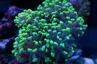 Hammer Anchor Coral Branching Thumbnail