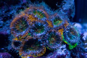 Acan Brain Coral Thumbnail