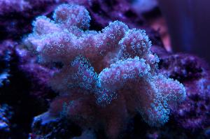 Pink green tip Stylophora Coral Thumbnail