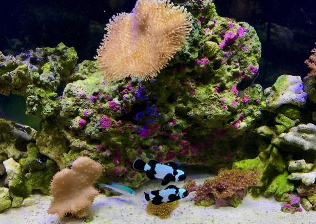 Nano Reef on Mar 14, 2018