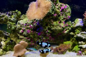 Nano Reef Thumbnail