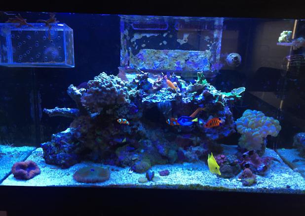 2901reef on Mar 14, 2018