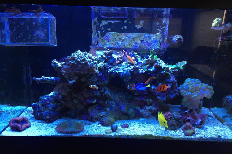 2901reef Thumbnail