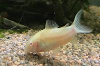 Corydoras Catfish Thumbnail