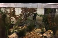 Oji’s tank on Mar 14, 2018