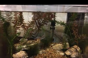 Oji’s tank on Mar 14, 2018