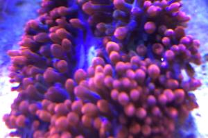 Bulb Anemone Thumbnail