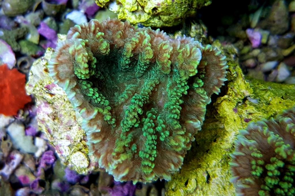 Merulina Coral